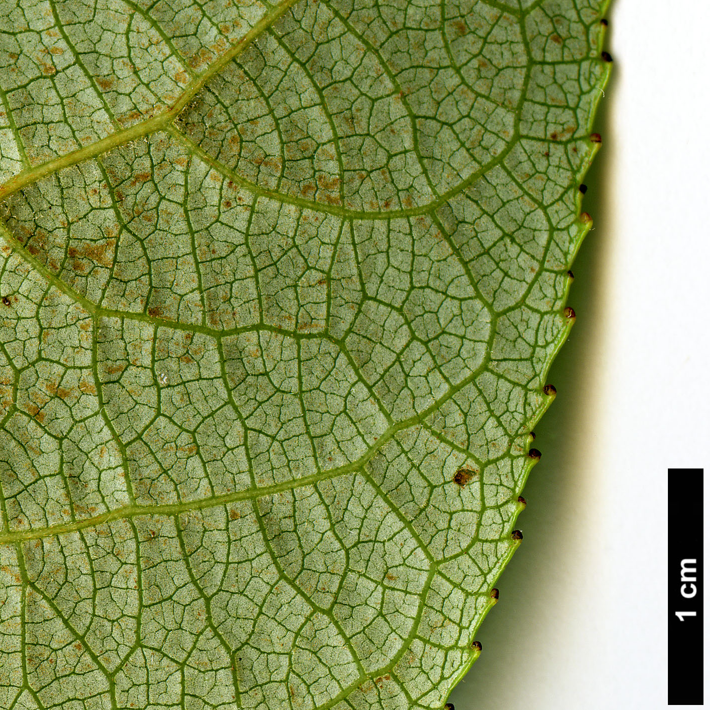 High resolution image: Family: Salicaceae - Genus: Populus - Taxon: szechuanica var. tibetica